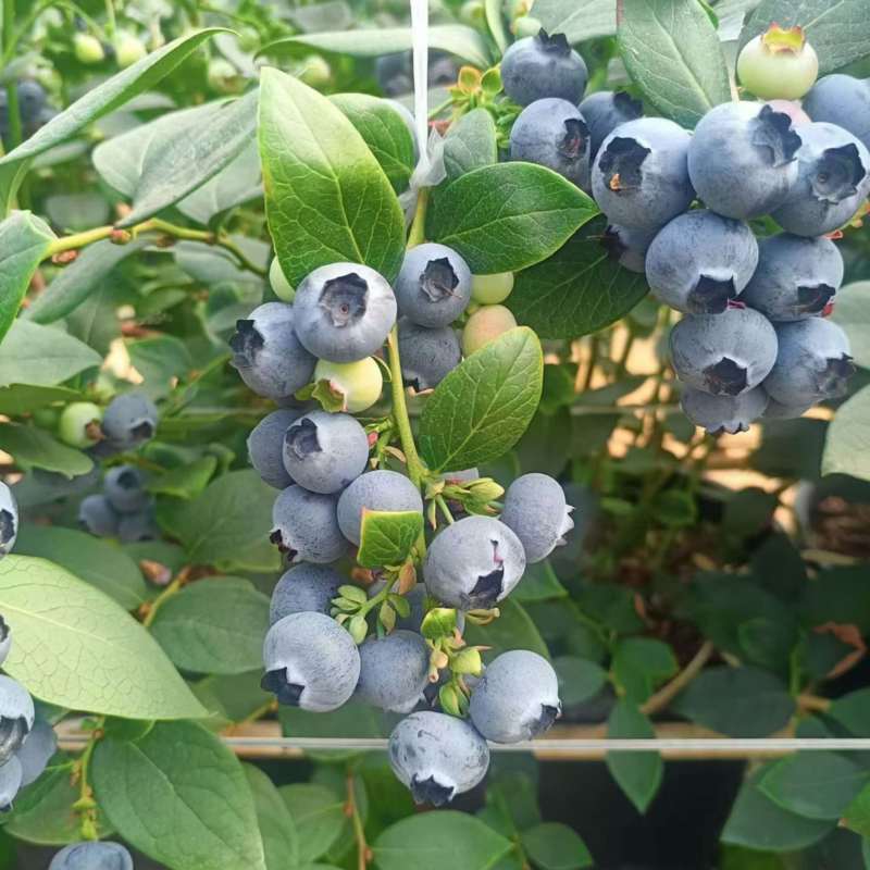 莱克西蓝莓苗组培苗基地直销