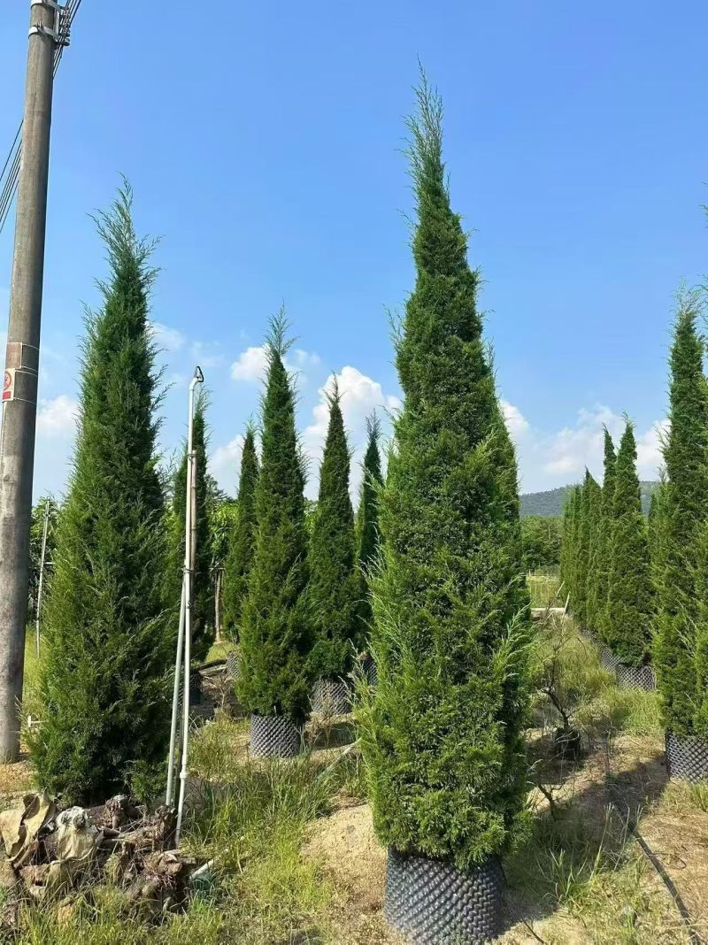 塔松50-400，各种规格，大量低价出售