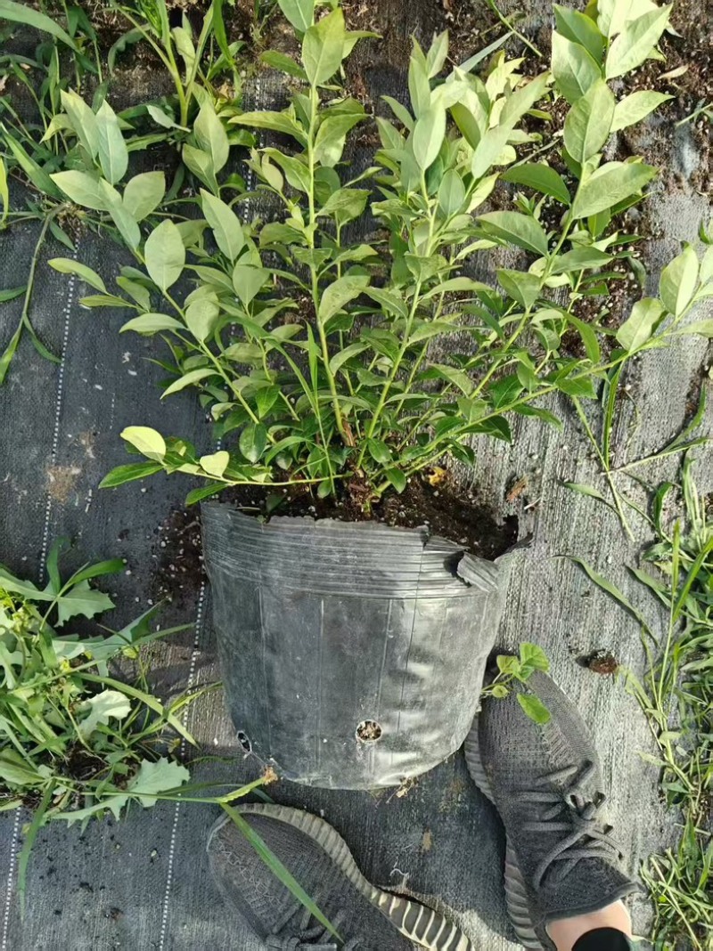 莱克西蓝莓苗组培苗基地直销