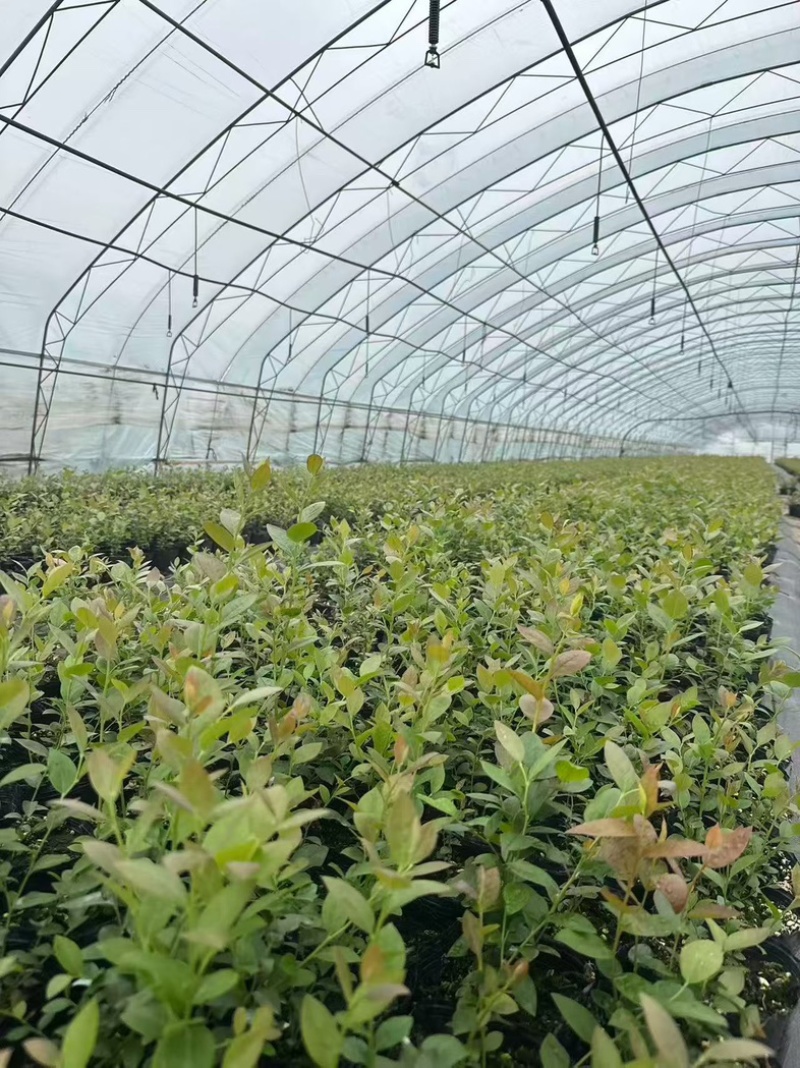 L25蓝莓苗组培苗基地直销