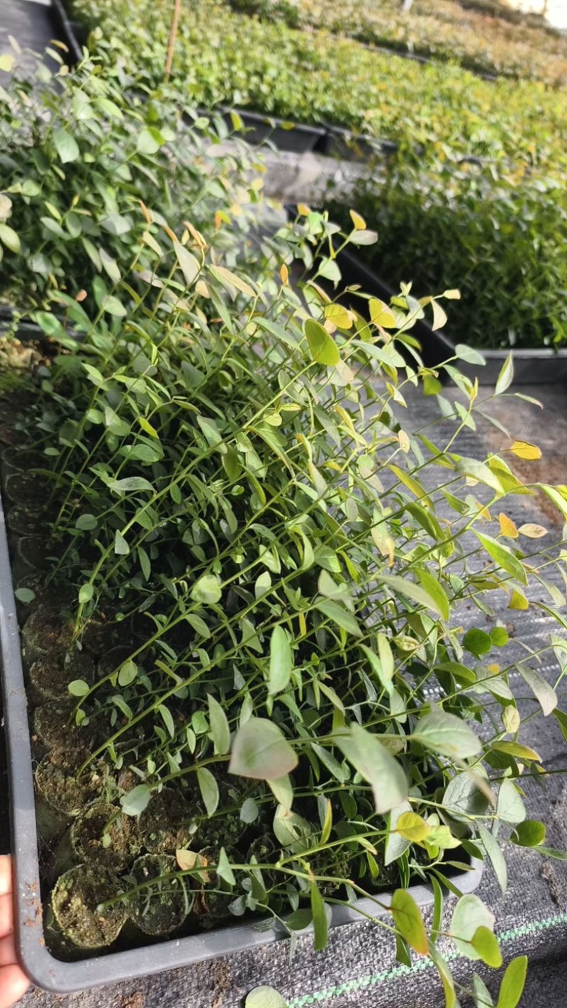 L25蓝莓苗组培苗基地直销
