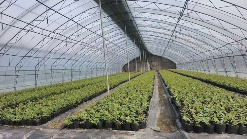 L25蓝莓苗组培苗基地直销