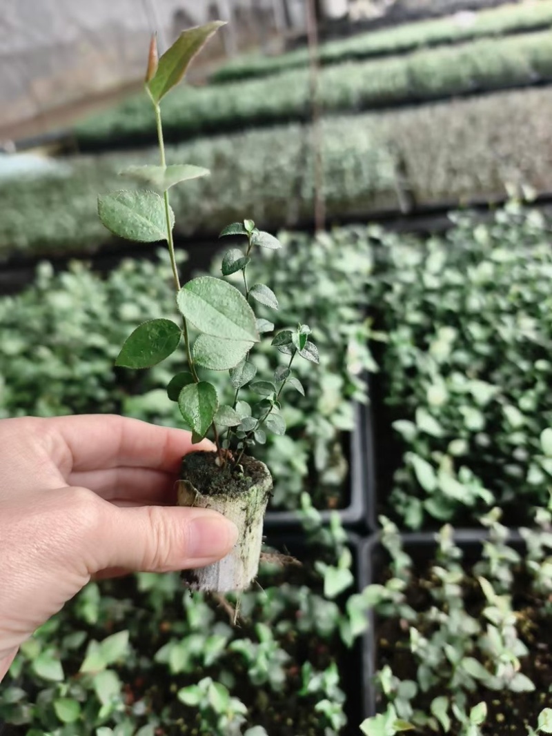 L25蓝莓苗组培苗基地直销