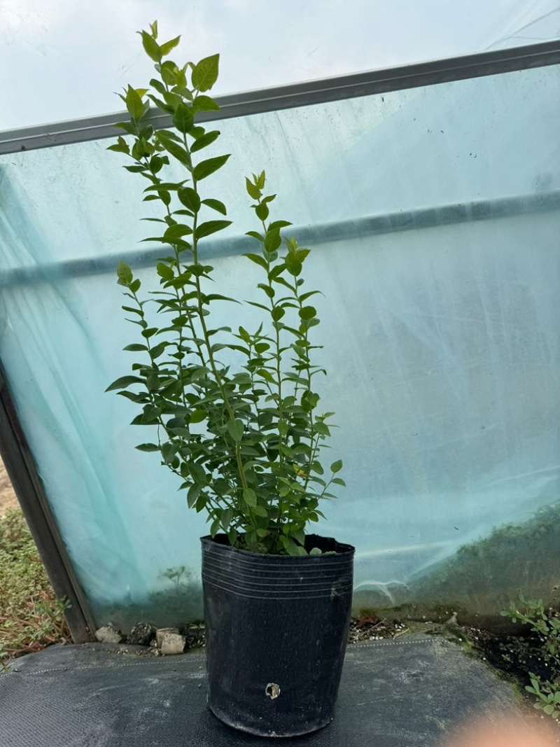 法新蓝莓苗组培苗基地直销