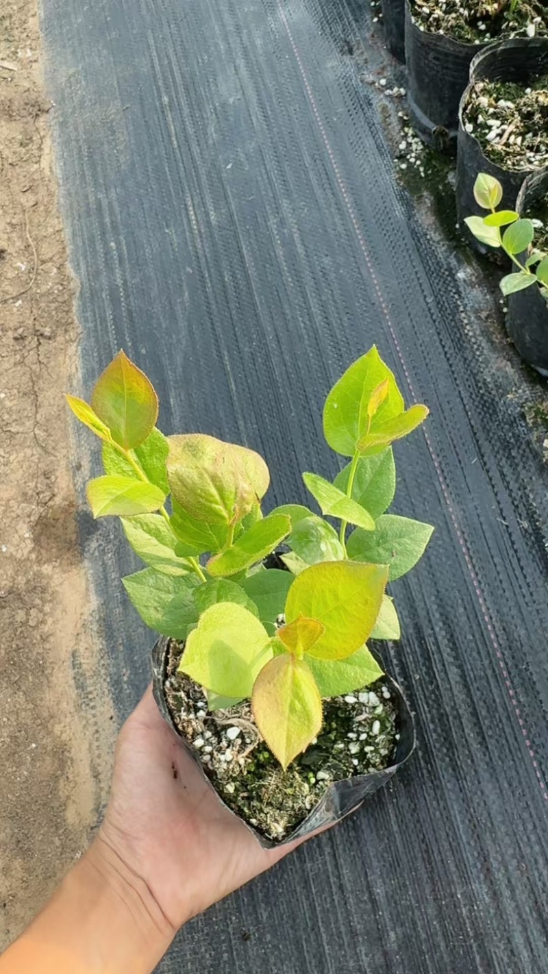 法新蓝莓苗组培苗基地直销