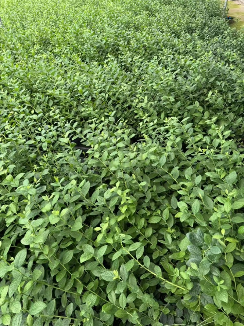 法新蓝莓苗组培苗基地直销
