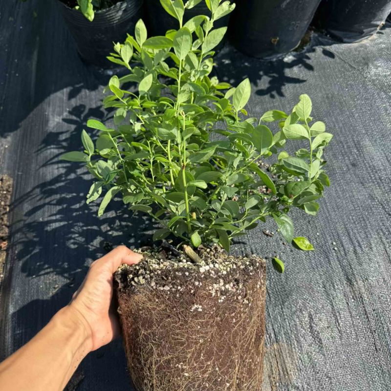 F6蓝莓苗组培苗基地直销