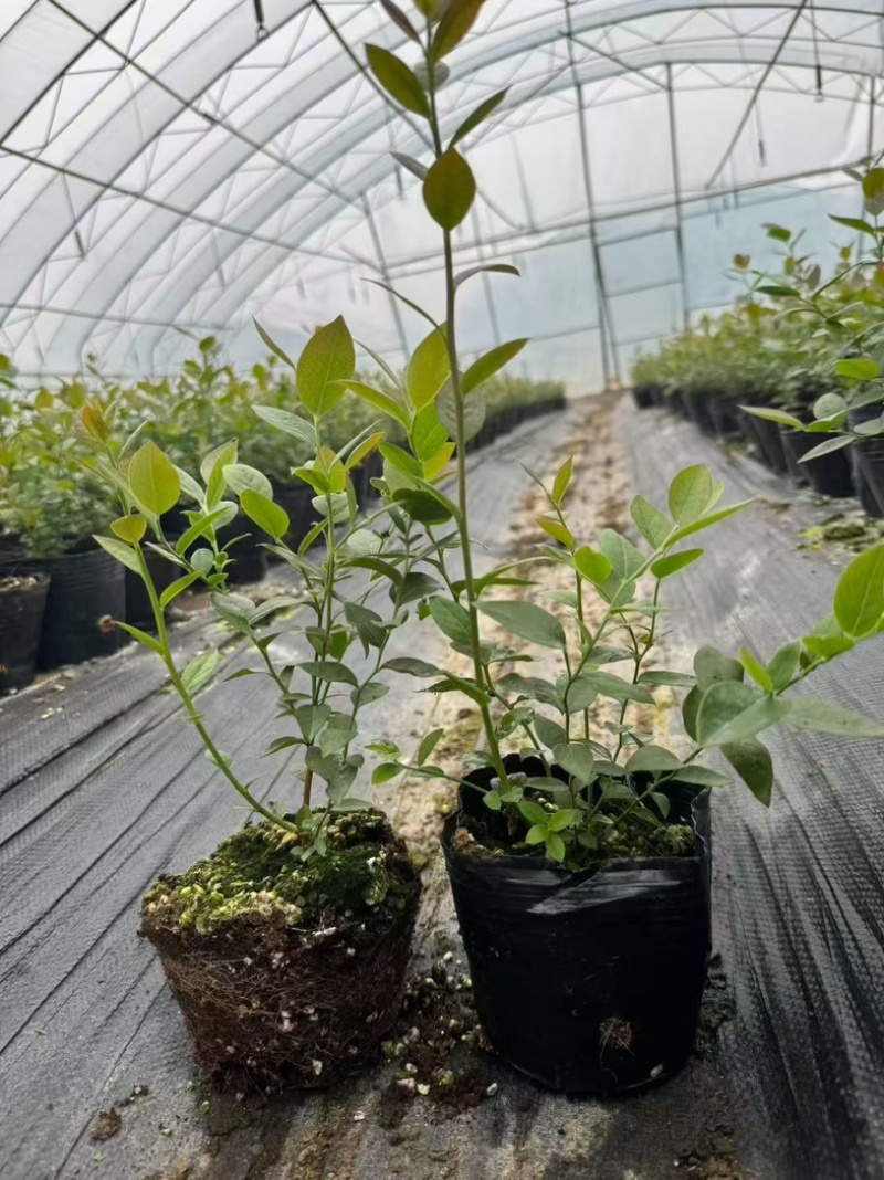 F6蓝莓苗组培苗基地直销