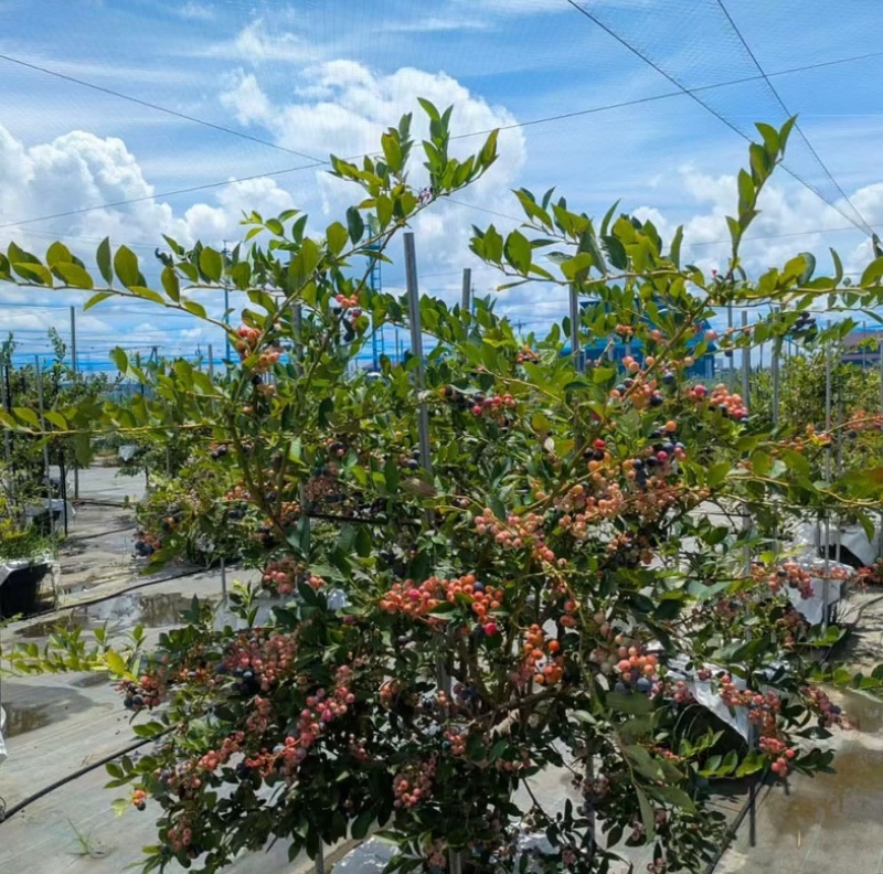 F6蓝莓苗组培苗基地直销