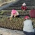F6蓝莓苗组培苗基地直销