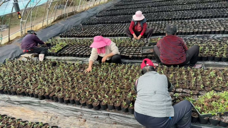 F6蓝莓苗组培苗基地直销