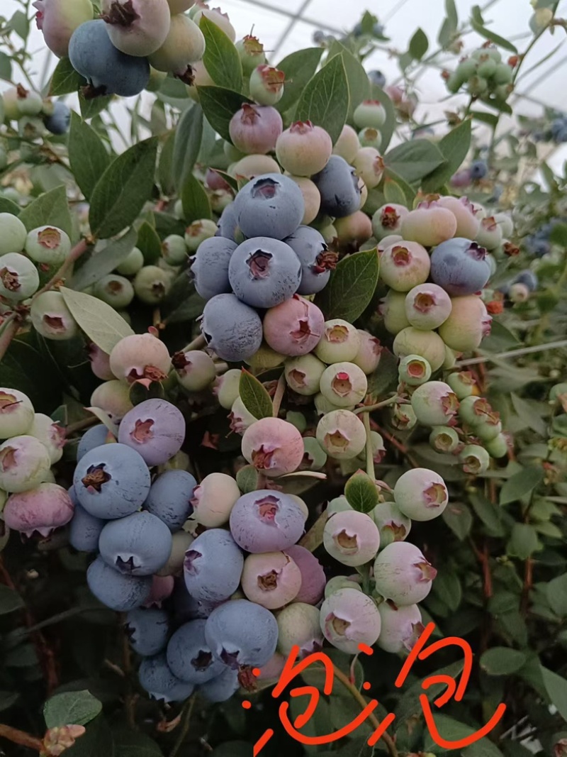 F6蓝莓苗组培苗基地直销