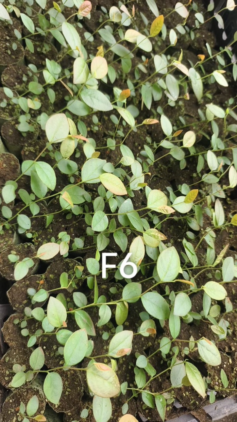 F6蓝莓苗组培苗基地直销