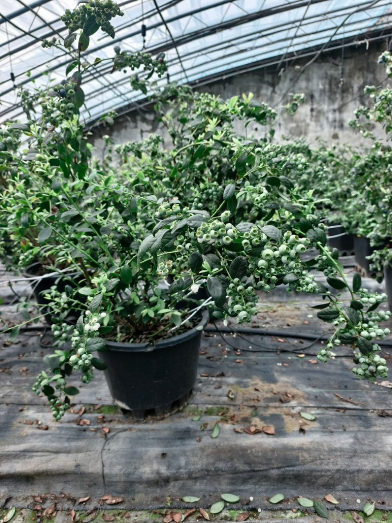 F6蓝莓苗组培苗基地直销