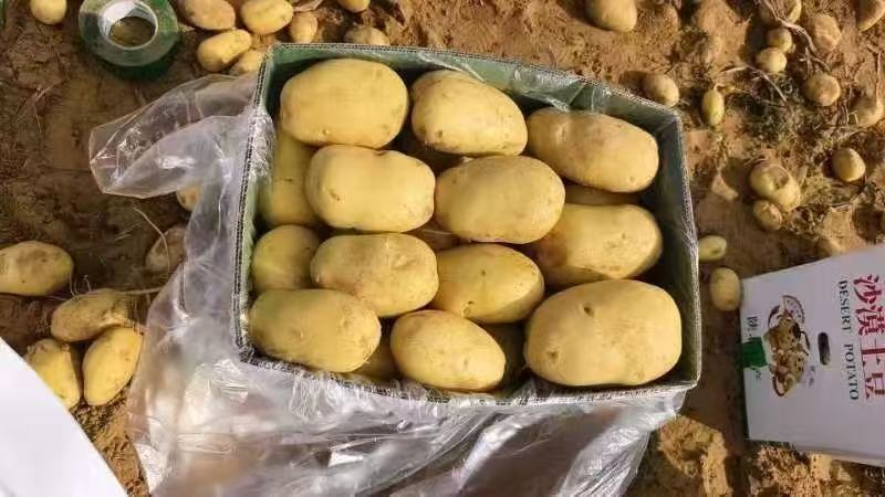 云南盈江黄心土豆，产地直发，保质保量欢迎来电