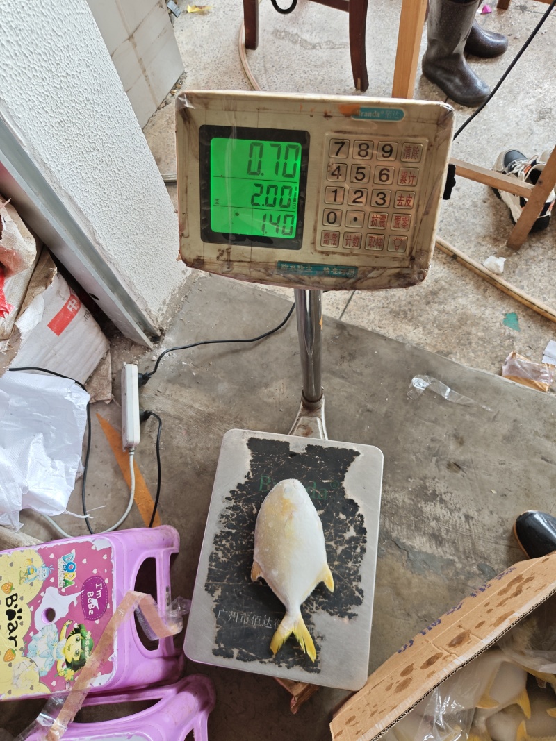 金鲳鱼。200克_800克