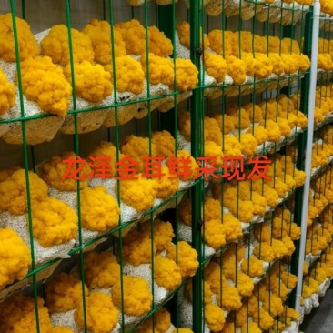 新鲜食用菌金耳，鲜采鲜发，基地直供。拒绝中间商赚差价！！