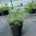 L25蓝莓苗组培苗基地直销