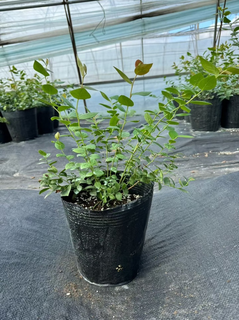 L25蓝莓苗组培苗基地直销