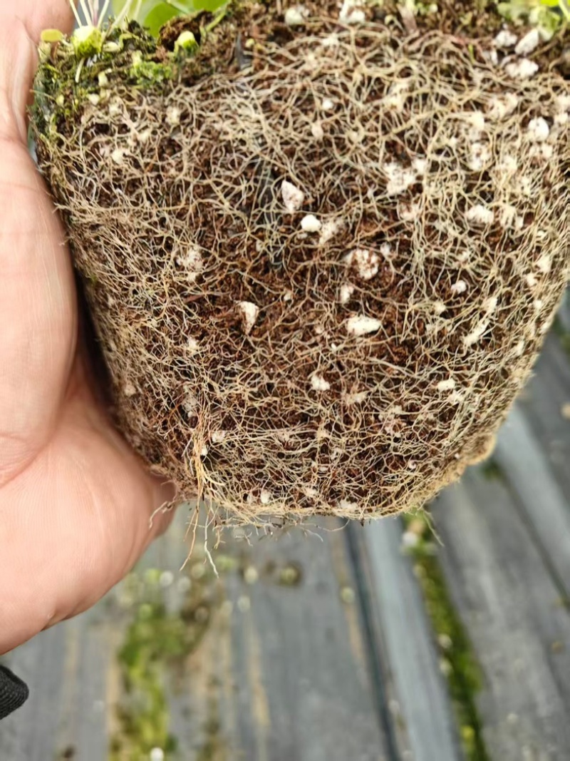 L25蓝莓苗组培苗基地直销