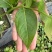 L25蓝莓苗组培苗基地直销