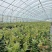 L25蓝莓苗组培苗基地直销