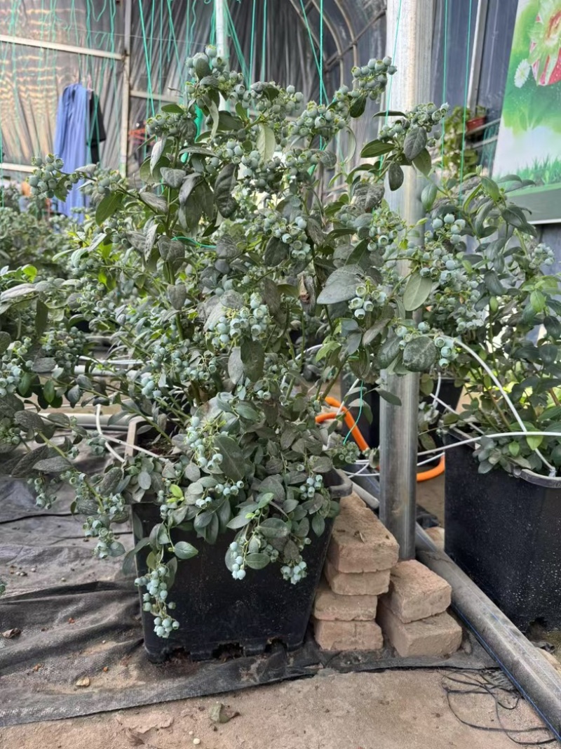 L25蓝莓苗组培苗基地直销