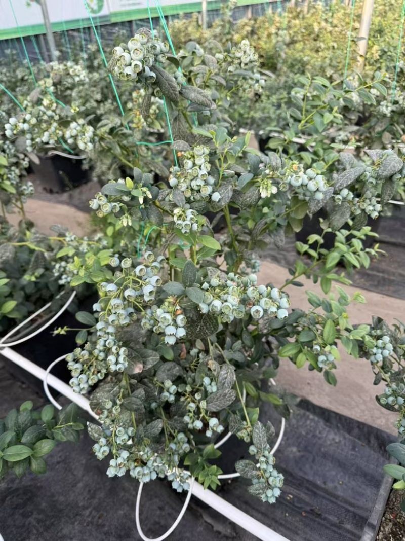 L25蓝莓苗组培苗基地直销