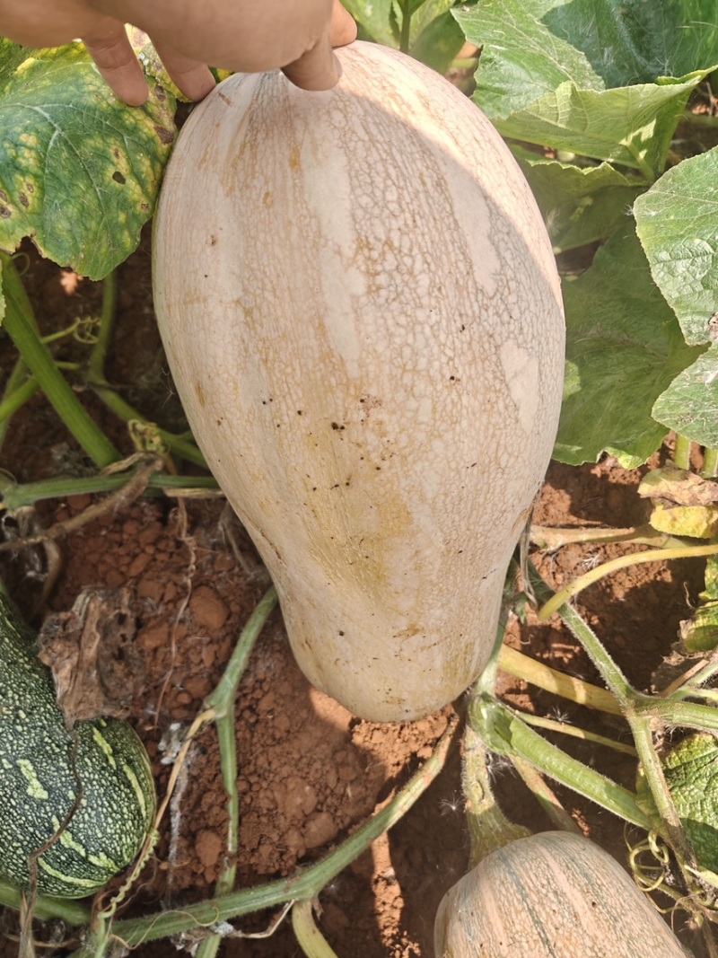 南瓜、密本南瓜、香芋南瓜、贝贝南瓜欢迎来电咨询！