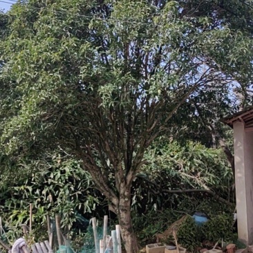 桂花树