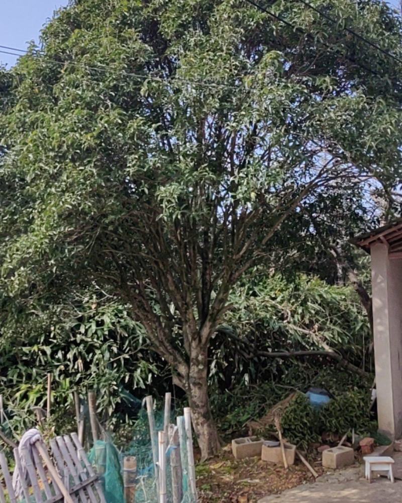 桂花树