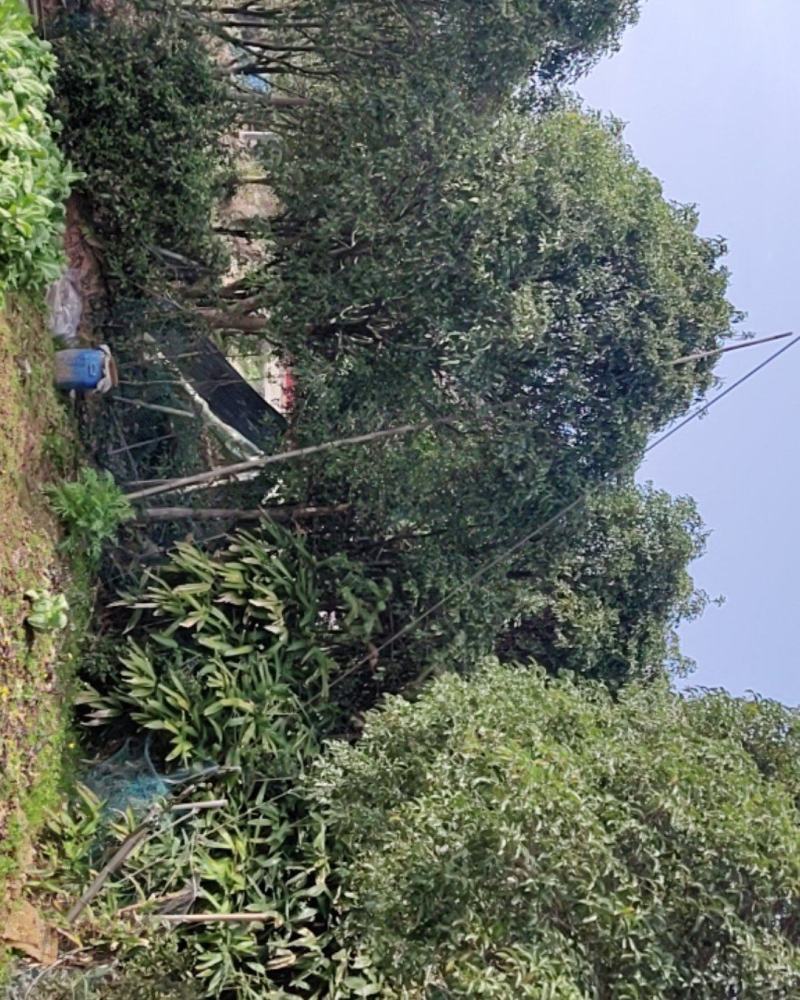 桂花树