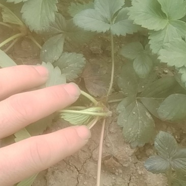 长丰大叶红颜草莓裸根苗