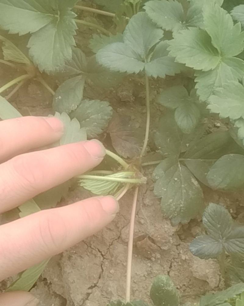 长丰大叶红颜草莓裸根苗