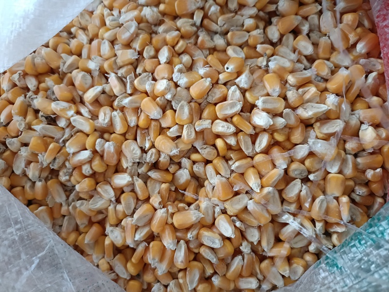 精品玉米:黄金龙