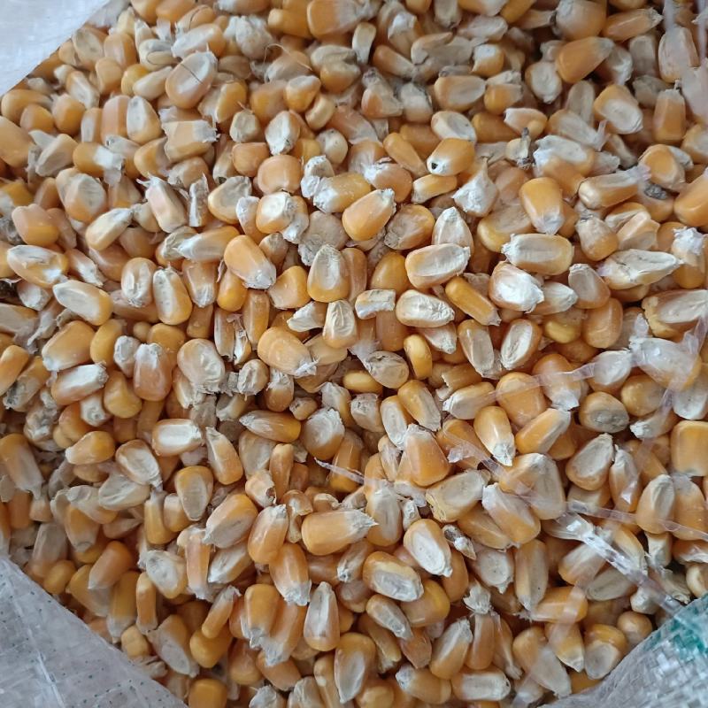精品玉米:黄金龙