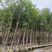 沉香头径2-10分，大量出售
