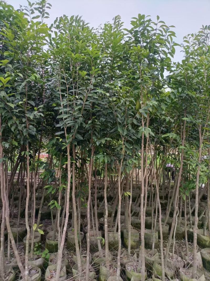 沉香头径2-10分，大量出售