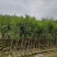 沉香头径2-10分，大量出售