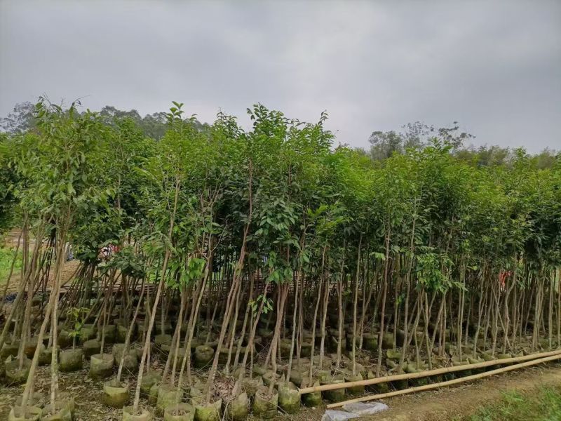 沉香头径2-10分，大量出售