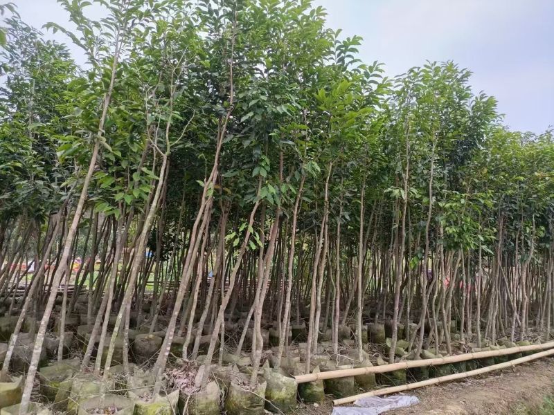 沉香头径2-10分，大量出售