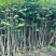 沉香头径2-10分，大量出售