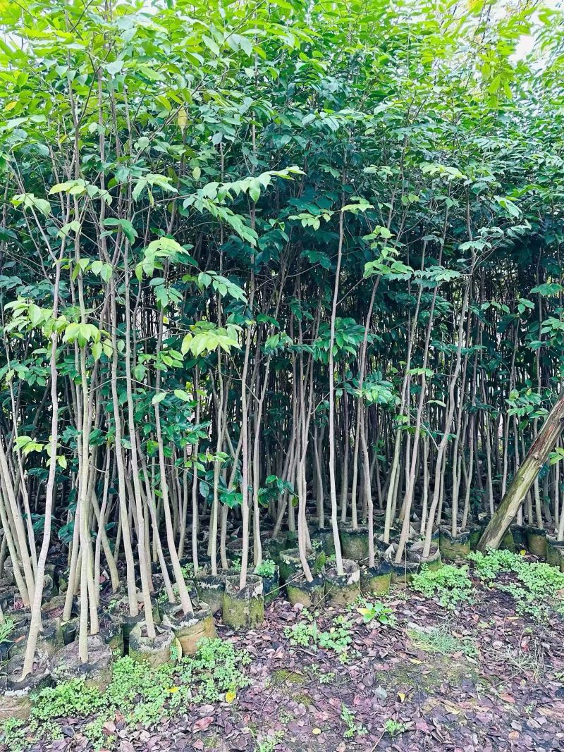沉香头径2-10分，大量出售