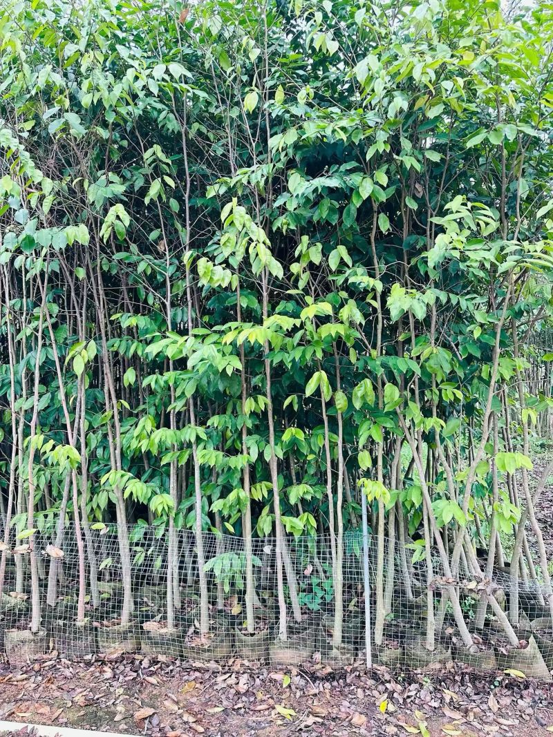 沉香头径2-10分，大量出售