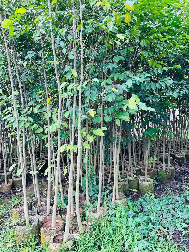 沉香头径2-10分，大量出售