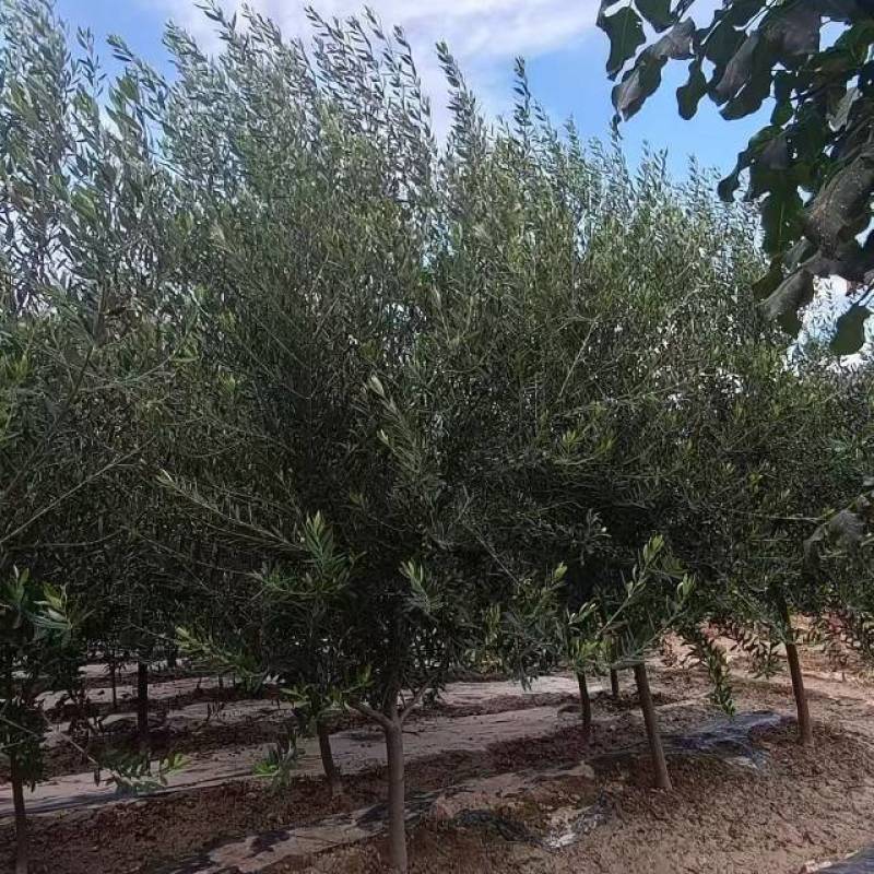 花镜苗，绿化工程苗，品种齐全大小规格都有