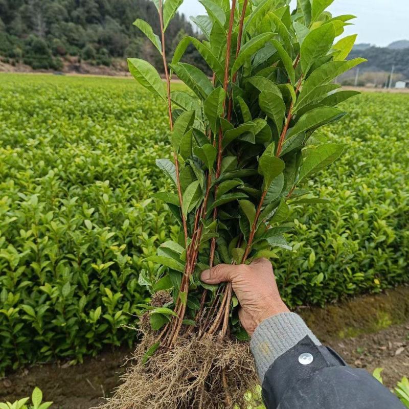 安徽红旗一号优质两年生早茶苗基地直供现拔现发