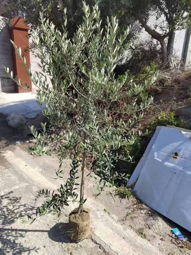 花镜苗，绿化工程苗，品种齐全大小规格都有