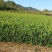 安徽红旗一号优质两年生早茶苗基地直供现拔现发