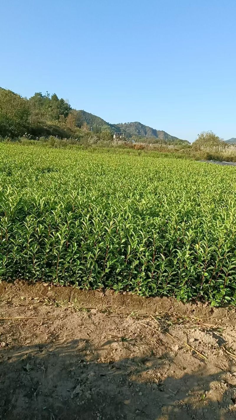 安徽红旗一号优质两年生早茶苗基地直供现拔现发